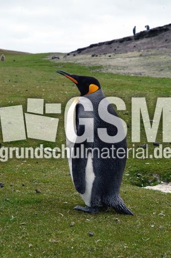 Königspinguin (2 von 84).jpg